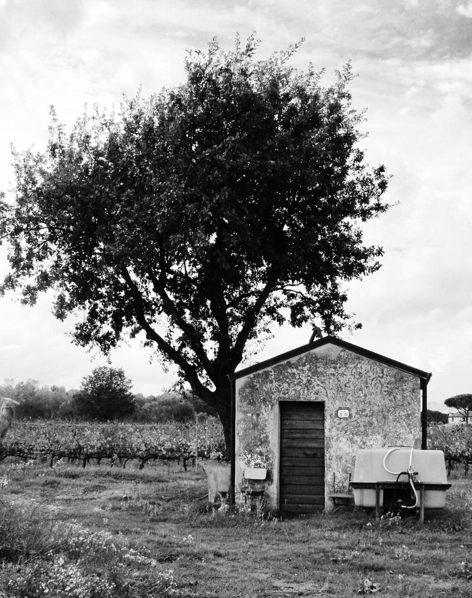 Villa La Cipriana à Castagneto Carducci Extérieur photo